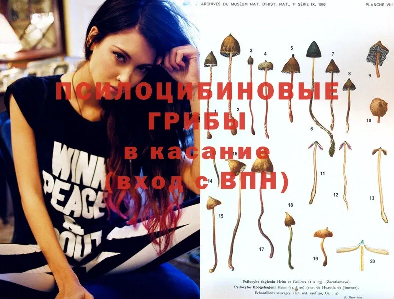 хочу   Кохма  Галлюциногенные грибы MAGIC MUSHROOMS 